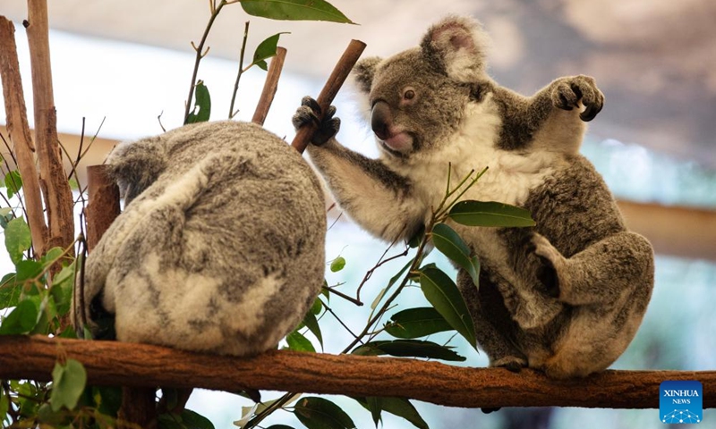 This photo taken on Nov. 23, 2025 shows koalas on a tree branch at Lone Pine Koala Sanctuary in Brisbane, Australia. Established in 1927, Lone Pine Koala Sanctuary houses more than 100 koalas and approximately 70 other native Australian species. (Xinhua/Ma Ping)