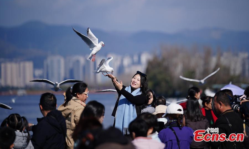 With clear and pleasant weather in Kunming, southwest China's Yunnan Province, residents and tourists visit the shores of Dianchi Lake to feed the seagulls on Nov. 23, 2025. (Photo: China News Service/Liu Ranyang)
