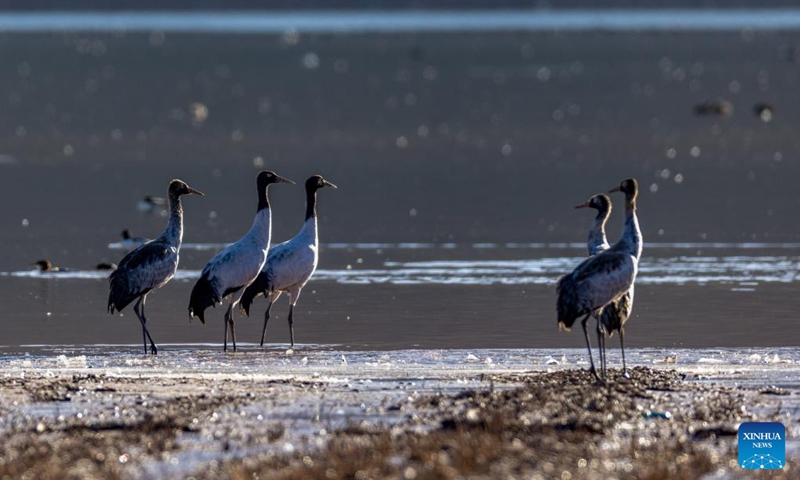 This photo taken on Nov. 23, 2025 shows migratory birds in Lhunzhub County of Lhasa, southwest China's Xizang Autonomous Region. (Xinhua/Jiang Fan)