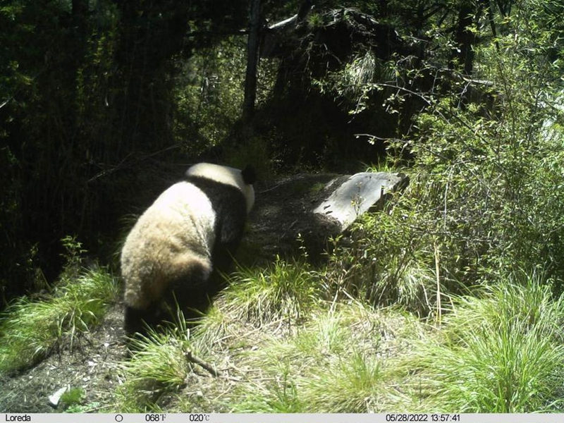 This photo taken by an infrared camera on May 28, 2022 shows a wild giant panda at the Tangjiahe Nature Reserve of the Giant Panda National Park in southwest China's Sichuan Province. (Tangjiahe Nature Reserve of the Giant Panda National Park/Handout via Xinhua)