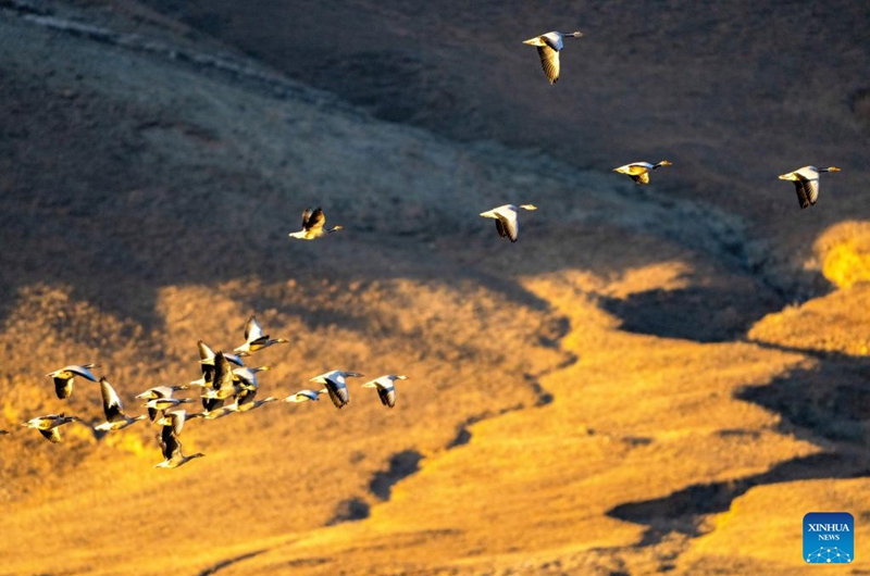 This photo taken on Nov. 23, 2025 shows migratory birds in Lhunzhub County of Lhasa, southwest China's Xizang Autonomous Region. (Xinhua/Li Jian)