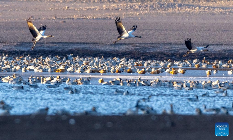 This photo taken on Nov. 23, 2025 shows migratory birds in Lhunzhub County of Lhasa, southwest China's Xizang Autonomous Region. (Xinhua/Jiang Fan)