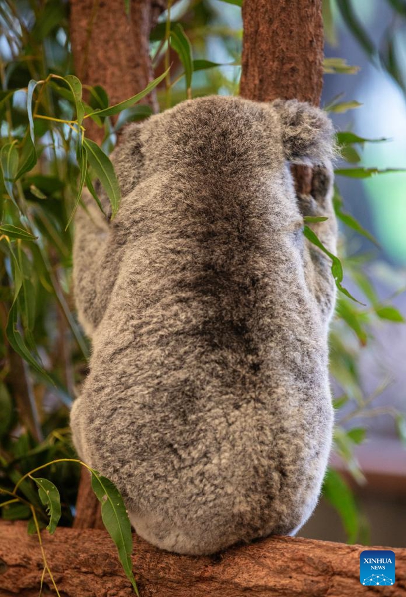 This photo taken on Nov. 23, 2025 shows a koala sleeping on a tree at Lone Pine Koala Sanctuary in Brisbane, Australia. Established in 1927, Lone Pine Koala Sanctuary houses more than 100 koalas and approximately 70 other native Australian species. (Xinhua/Ma Ping)