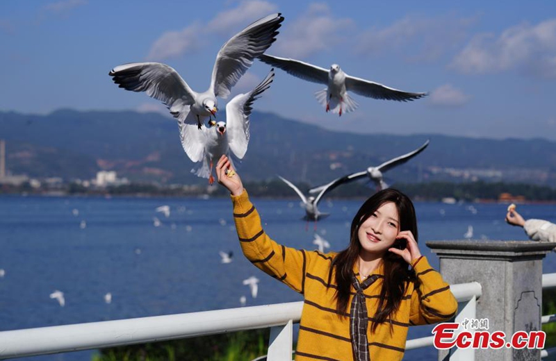 With clear and pleasant weather in Kunming, southwest China's Yunnan Province, residents and tourists visit the shores of Dianchi Lake to feed the seagulls on Nov. 23, 2025. (Photo: China News Service/Liu Ranyang)
