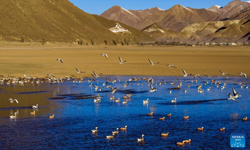 An aerial drone photo taken on Nov. 23, 2025 shows migratory birds in Lhunzhub County of Lhasa, southwest China's Xizang Autonomous Region. (Xinhua/Jiang Fan)