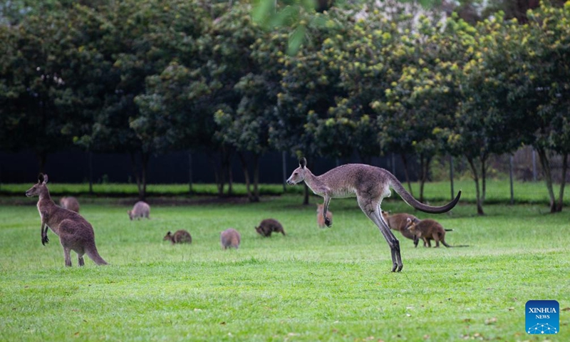 This photo taken on Nov. 23, 2025 shows kangaroos at Lone Pine Koala Sanctuary in Brisbane, Australia. Established in 1927, Lone Pine Koala Sanctuary houses more than 100 koalas and approximately 70 other native Australian species. (Xinhua/Ma Ping)
