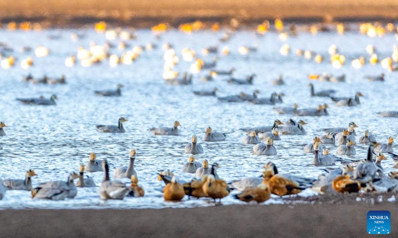 This photo taken on Nov. 23, 2025 shows migratory birds in Lhunzhub County of Lhasa, southwest China's Xizang Autonomous Region. (Xinhua/Li Jian)