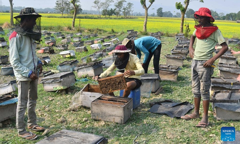 Beekeepers examine honeycombs from a beehive at a honeybee farm in Mayong village in Morigaon district of India's northeastern state of Assam, Nov. 23, 2025. Photo: Xinhua