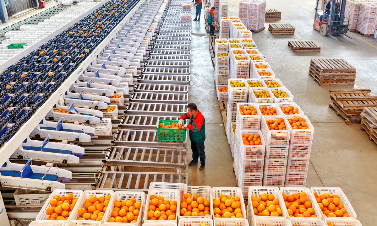 Workers sort and load navel oranges after they are processed by intelligent equipment at a modern agricultural plant in Ganzhou, East China's Jiangxi Province on November 24, 2025. In 2024, retail sales of agricultural products through e-commerce in Jiangxi reached 30.87 billion yuan ($4.34 billion), an increase of 54.3 percent, which was 39 percentage points higher than the national average growth rate, according to the Xinhua News Agency. Photo: VCG