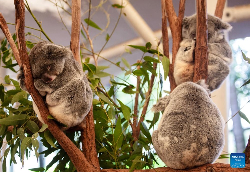 This photo taken on Nov. 23, 2025 shows koalas sleeping on a tree at Lone Pine Koala Sanctuary in Brisbane, Australia. Established in 1927, Lone Pine Koala Sanctuary houses more than 100 koalas and approximately 70 other native Australian species. (Xinhua/Ma Ping)
