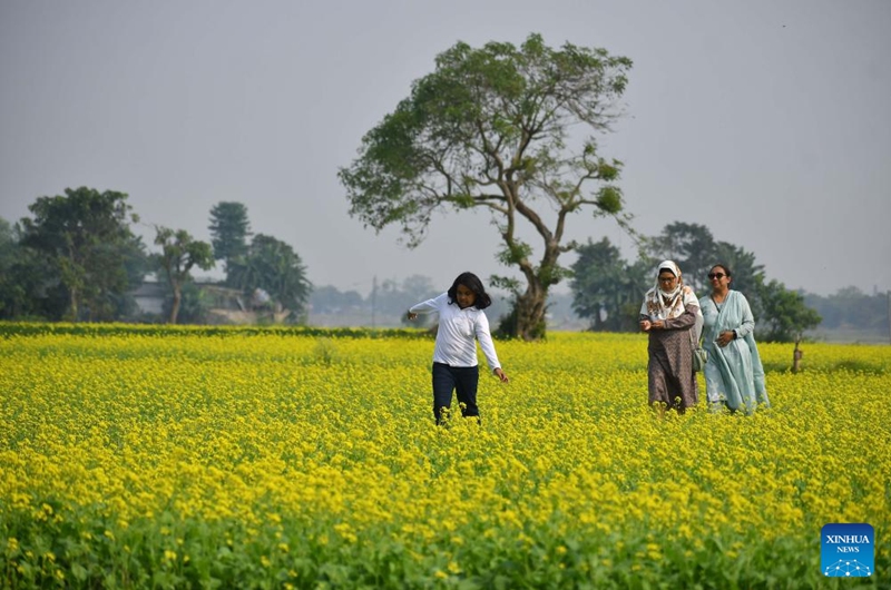 People walk through a blooming mustard field at Mayong village in Morigaon district of India's northeastern state of Assam, Nov. 23, 2025. Photo: Xinhua