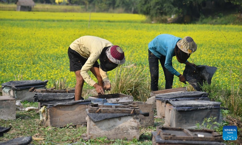 Beekeepers examine honeycombs from a beehive at a honeybee farm in Mayong village in Morigaon district of India's northeastern state of Assam, Nov. 23, 2025. Photo: Xinhua