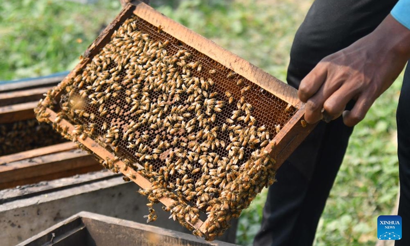 A beekeeper examines a honeycomb from a beehive at a honeybee farm in Mayong village in Morigaon district of India's northeastern state of Assam, Nov. 23, 2025. Photo: Xinhua