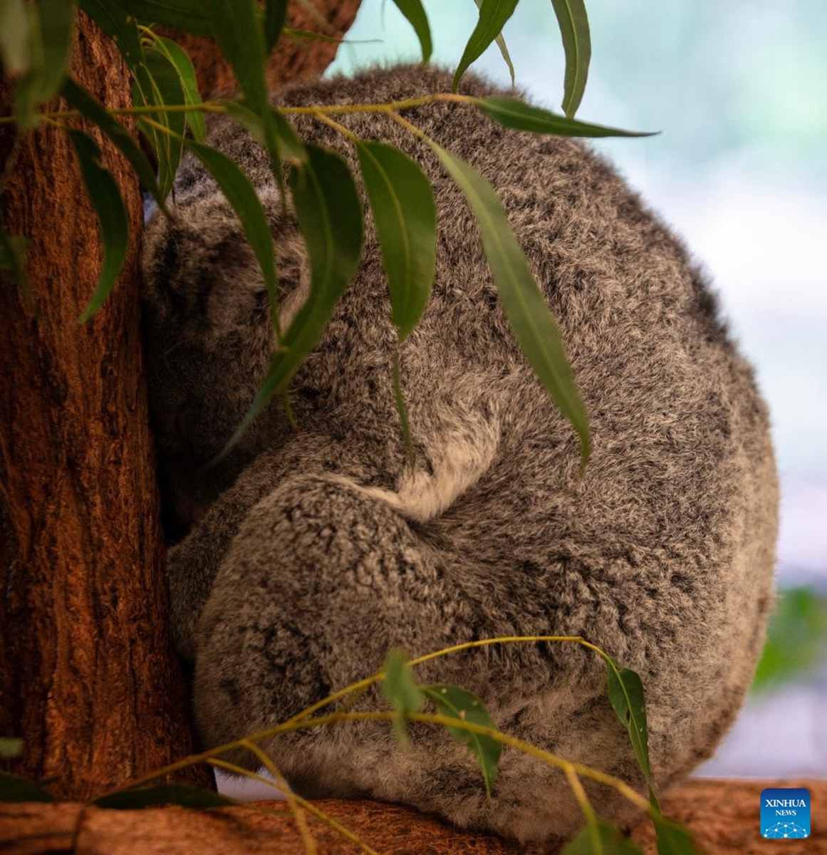 This photo taken on Nov. 23, 2025 shows a koala sleeping on a tree at Lone Pine Koala Sanctuary in Brisbane, Australia. Established in 1927, Lone Pine Koala Sanctuary houses more than 100 koalas and approximately 70 other native Australian species. (Xinhua/Ma Ping)