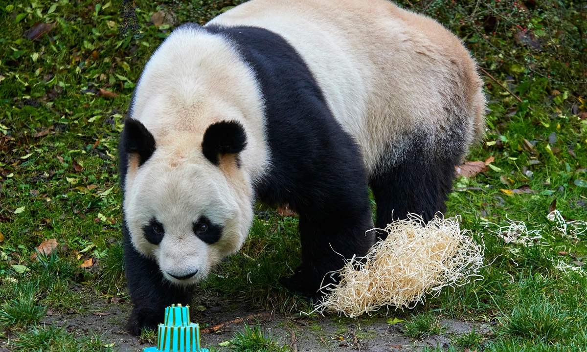 Male Panda Yuan Zi is seen in his internal enclosure before his last public snack at the Beauval Zoo in Saint-Aignan-sur-Cher, central France on November 23, 2025. The zoo's two breeding pandas, Huan Huan the female and Yuan Zi, are leaving for China on November 25, 2025. Photo: VCG