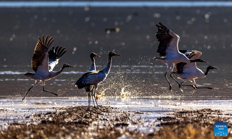 This photo taken on Nov. 23, 2025 shows migratory birds in Lhunzhub County of Lhasa, southwest China's Xizang Autonomous Region. (Xinhua/Jiang Fan)
