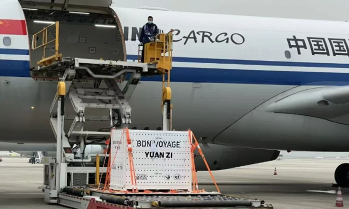 Giant pandas Huan Huan and Yuan Zi return safely to China after 13 years in France