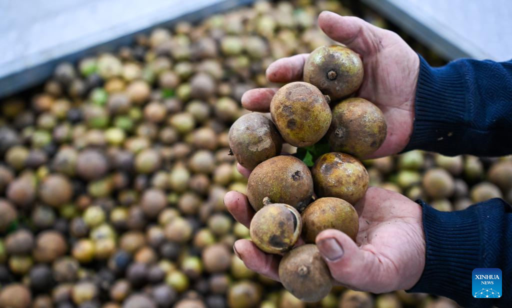 Fruits of oil-tea camellia are pictured at a workshop of an biotechnology company in Bangxi Town of Baisha Li Autonomous County, south China's Hainan Province, Nov. 19, 2025. In recent years, Baisha Li Autonomous County has been deeply tapping into the potential of namely rubber, tea and oil-tea camellia, three of its signature industrial crops, to boost local economy. Reports show that the planting area of the these crops in Baisha reached 1.1605 million mu (about 77,367 hectares) by 2014, with an output value of approximately 2 billion yuan (282.5 million U.S. dollars). (Xinhua/Yang Guanyu)