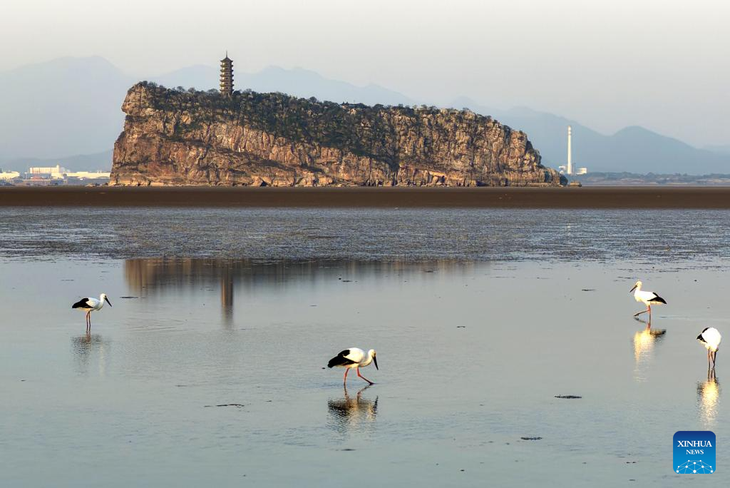 A drone photo taken on Nov. 27, 2025 shows oriental storks resting on Poyang Lake in Hukou County, east China's Jiangxi Province. (Xinhua/Wan Xiang)