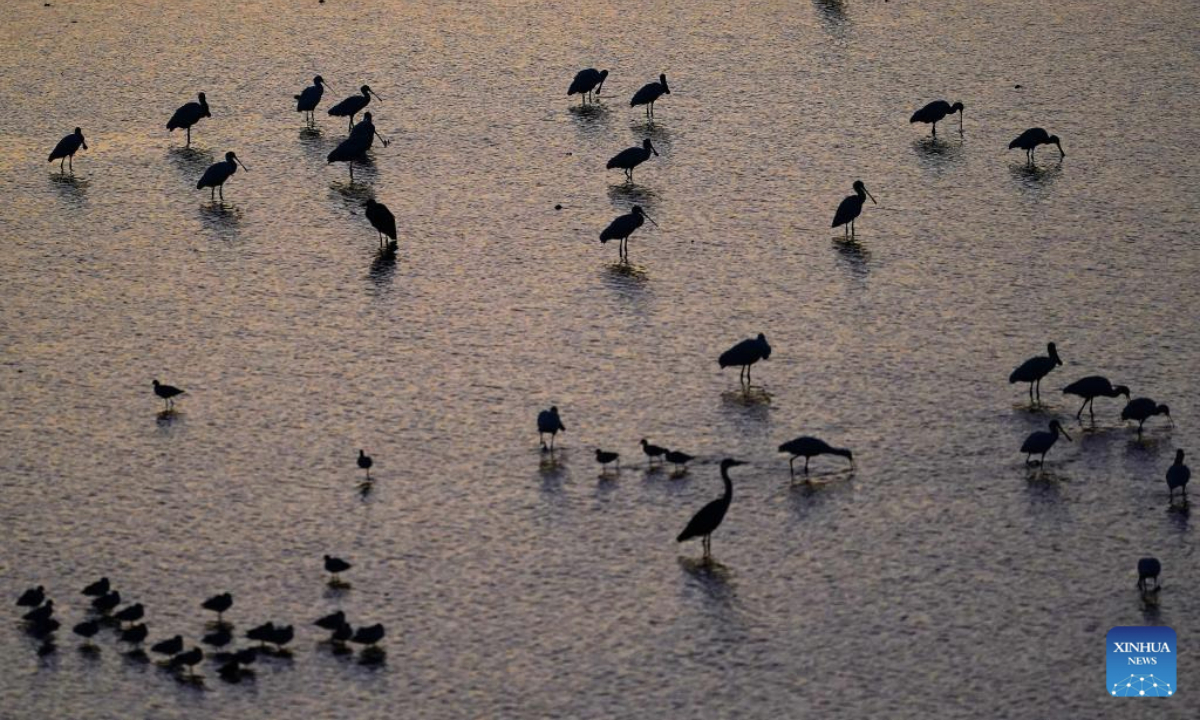 Migrant birds rest on Poyang Lake in Hukou County, east China's Jiangxi Province, Nov. 26, 2025. (Xinhua/Wan Xiang)