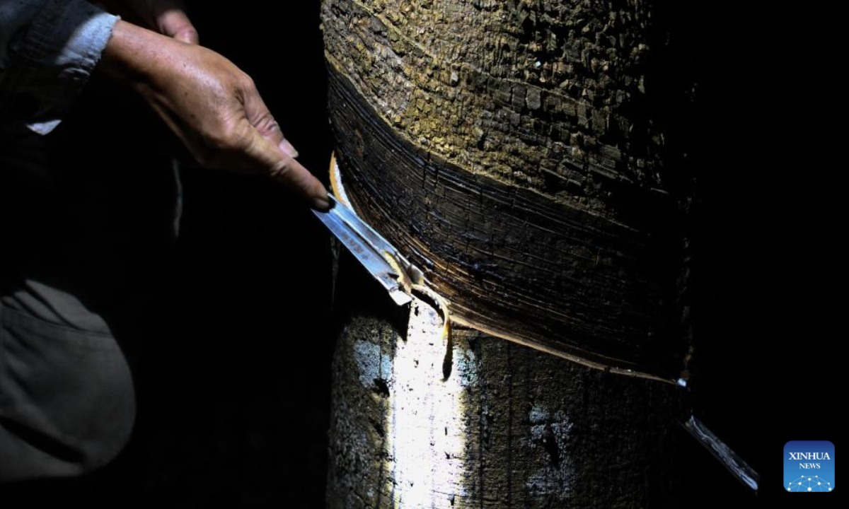 A farmer taps a rubber tree at Xingaofeng Village of Baisha Li Autonomous County, south China's Hainan Province, Nov. 19, 2025. In recent years, Baisha Li Autonomous County has been deeply tapping into the potential of namely rubber, tea and oil-tea camellia, three of its signature industrial crops, to boost local economy. Reports show that the planting area of the these crops in Baisha reached 1.1605 million mu (about 77,367 hectares) by 2014, with an output value of approximately 2 billion yuan (282.5 million U.S. dollars). (Xinhua/Yang Guanyu)