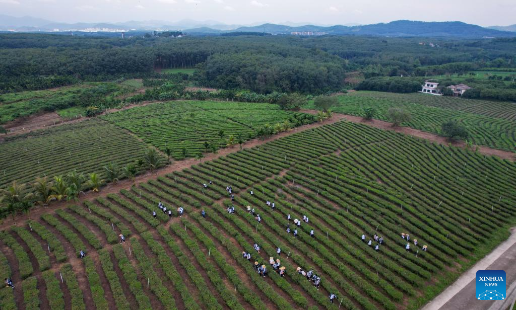 An aerial drone photo shows students try their hands picking tea leaves at a tea garden in Baisha Li Autonomous County, south China's Hainan Province, Nov. 20, 2025. In recent years, Baisha Li Autonomous County has been deeply tapping into the potential of namely rubber, tea and oil-tea camellia, three of its signature industrial crops, to boost local economy. Reports show that the planting area of the these crops in Baisha reached 1.1605 million mu (about 77,367 hectares) by 2014, with an output value of approximately 2 billion yuan (282.5 million U.S. dollars). (Xinhua/Yang Guanyu)