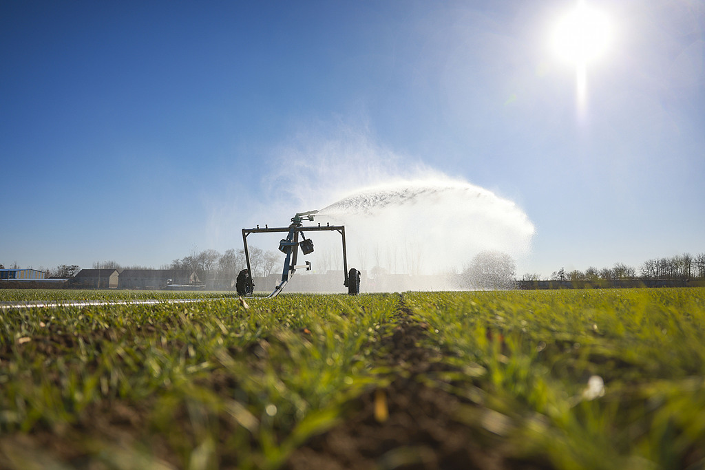 A sprinkler irrigates crops in Dongying, East China's Shandong Province on November 27, 2025. China's Ministry of Agriculture and Rural Affairs said in its latest crop update that more than 90 percent of the country's winter wheat has been sown, as many provinces move swiftly to advance autumn-winter planting. Photo: VCG