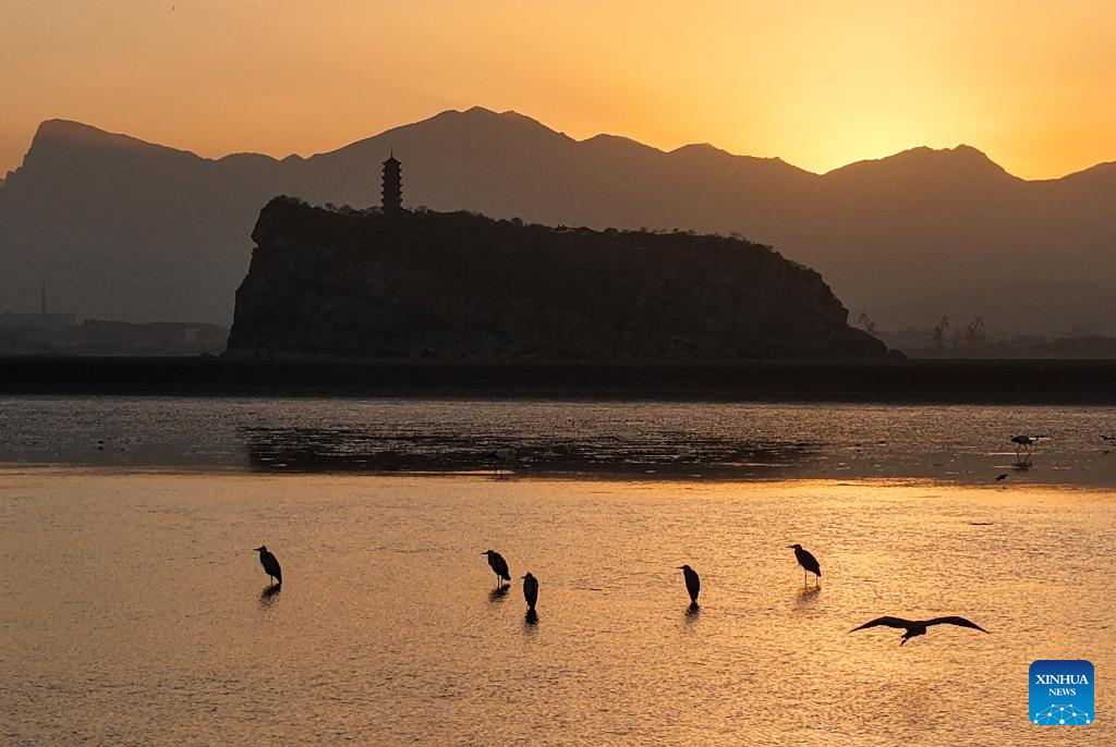 A drone photo taken on Nov. 26, 2025 shows migrant birds resting on Poyang Lake in Hukou County, east China's Jiangxi Province. (Xinhua/Wan Xiang)