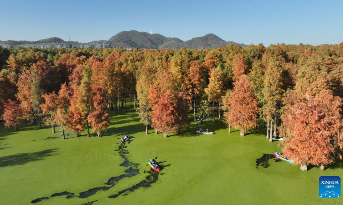 An aerial drone photo taken on Nov. 28, 2025 shows tourists enjoying themselves in a waterlogged forest in the Qingshan Lake scenic spot in Lin'an District of Hangzhou City, east China's Zhejiang Province. Qingshan Lake, an artificial lake in Lin'an District of Hangzhou City, is noted for its waterlogged forest. (Xinhua/Weng Xinyang)