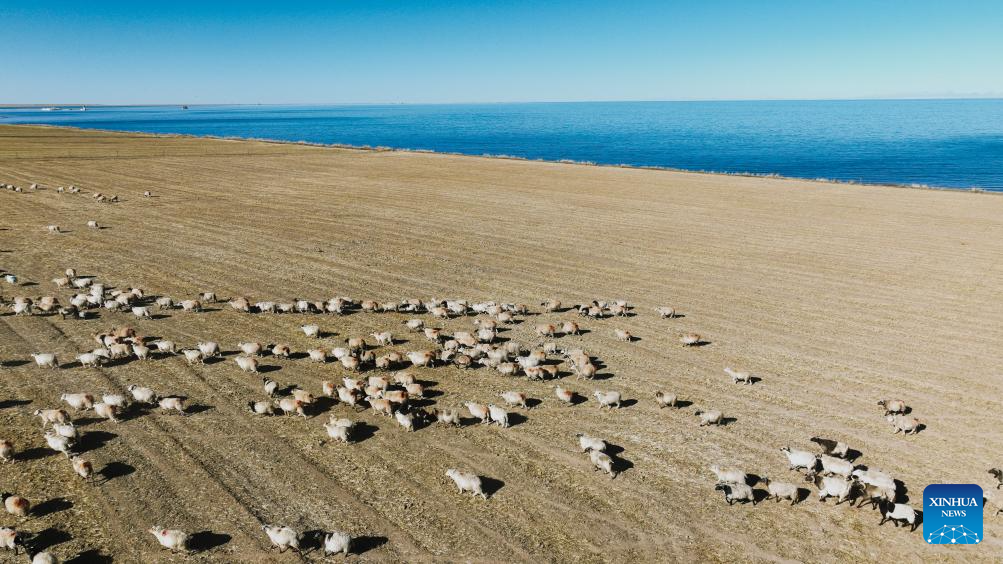 This aerial drone photo shows a herd of sheep on the southern shore of Qinghai Lake in northwest China's Qinghai Province, Nov. 28, 2025. (Xinhua/Du Xiaowei)