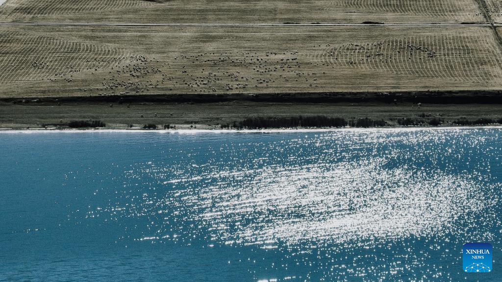 This aerial drone photo shows a herd of sheep on the southern shore of Qinghai Lake in northwest China's Qinghai Province, Nov. 28, 2025. (Xinhua/Du Xiaowei)