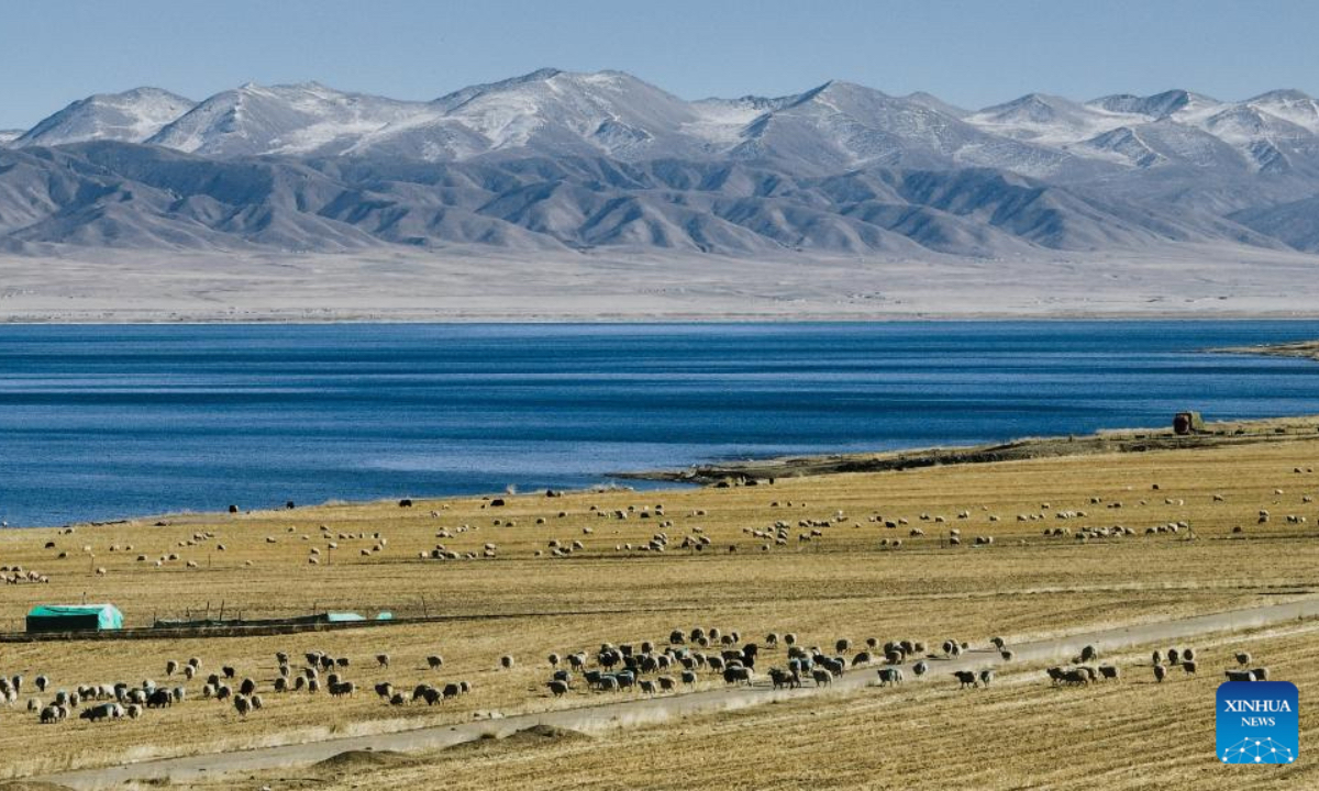 This aerial drone photo shows a herd of sheep on the southern shore of Qinghai Lake in northwest China's Qinghai Province, Nov. 28, 2025. (Xinhua/Du Xiaowei)