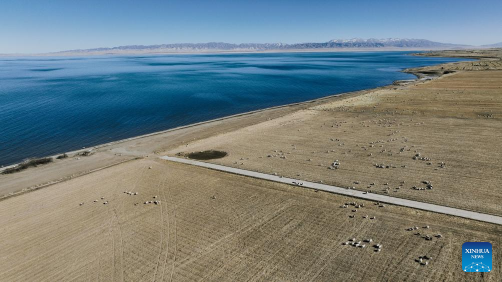This aerial drone photo shows a herd of sheep on the southern shore of Qinghai Lake in northwest China's Qinghai Province, Nov. 28, 2025. (Xinhua/Du Xiaowei)