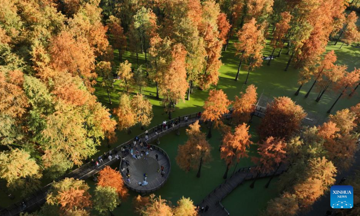 An aerial drone photo taken on Nov. 28, 2025 shows tourists enjoying themselves in a waterlogged forest in the Qingshan Lake scenic spot in Lin'an District of Hangzhou City, east China's Zhejiang Province. Qingshan Lake, an artificial lake in Lin'an District of Hangzhou City, is noted for its waterlogged forest. (Xinhua/Weng Xinyang)