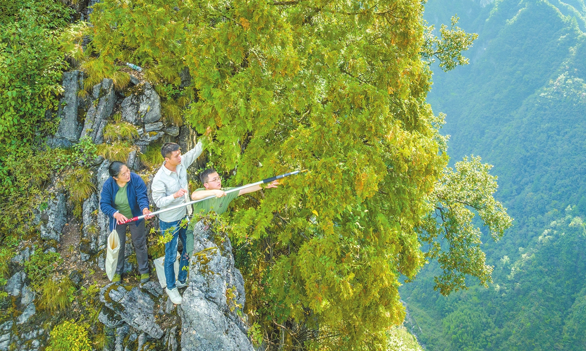 Researchers collect Thuja sutchuenensis seeds from a cliff at Xuebaoshan Nature Reserve in Chongqing on October 16, 2023. Photo: Courtesy of Wang Xiaoyu