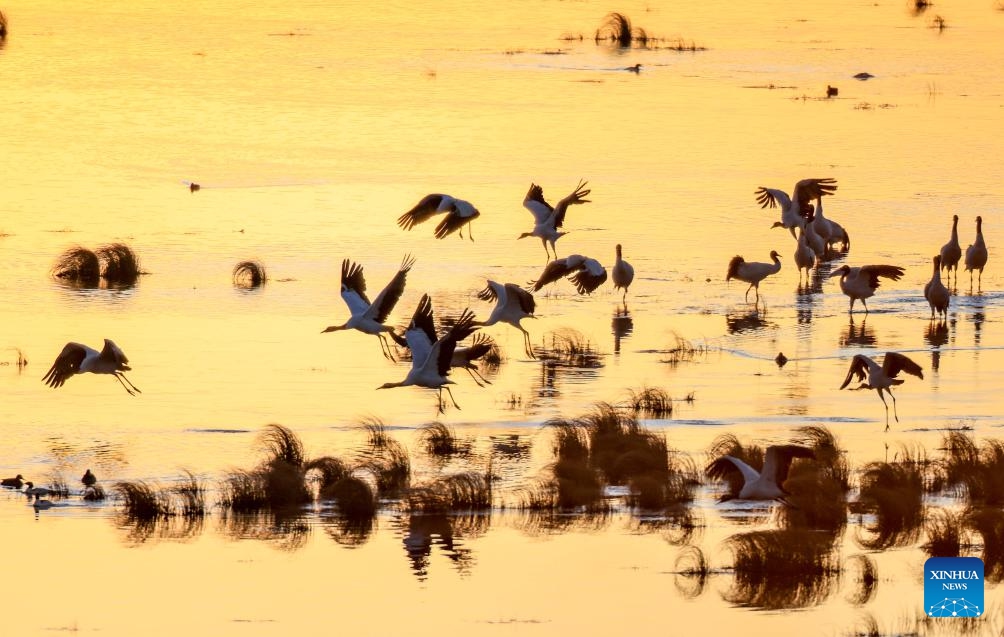 Black-necked cranes rest at a wetland of the Yunnan Dashanbao National Nature Reserve for Black-necked Cranes in Zhaotong City, southwest China's Yunnan Province, on Nov. 29, 2025. Yunnan Dashanbao National Nature Reserve for Black-necked Cranes is a significant wintering habitat and transfer station for migratory black-necked cranes on the Yunnan-Guizhou Plateau. At present, more than a thousand black-necked cranes have flown to the nature reserve to winter here. (Photo by Hu Panxue/Xinhua)
