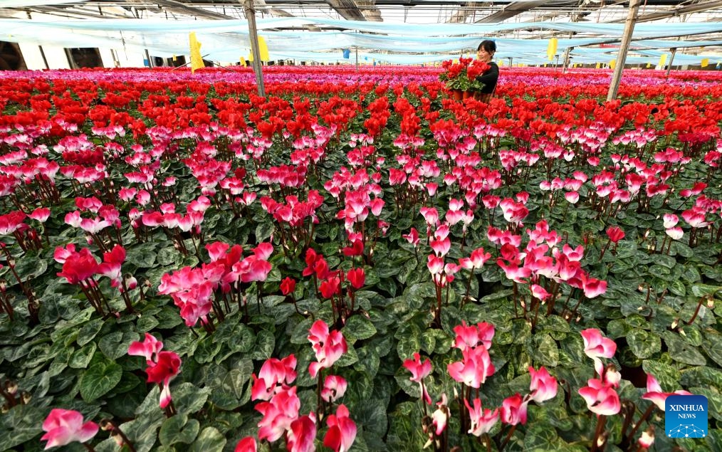 Flower farmers select flowers for packaging and delivery at a flower base in Luancheng District of Shijiazhuang, north China's Hebei Province, on Nov. 30, 2025. Some 200,000 flower plants of various kinds bloom at the flower base at present, which will be supplied to the market after selection by farmers. (Photo by Chen Qibao/Xinhua)
