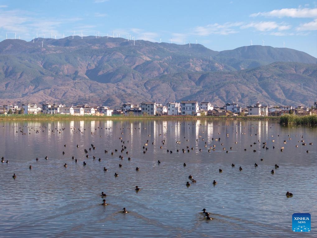 A drone photo shows a flock of birds foraging in a wetland in Eryuan County, Dali Bai Autonomous Prefecture, southwest China's Yunnan Province, Nov. 30, 2025. (Photo by Luo Xincai/Xinhua)