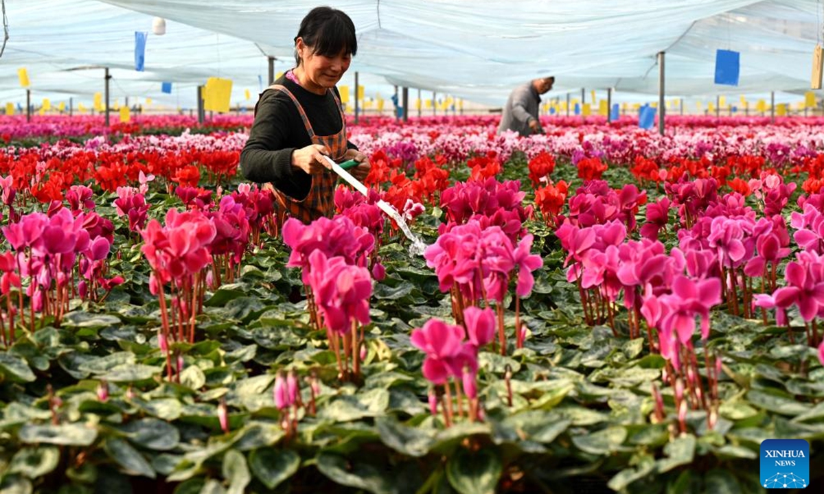 Flower farmers take care of flowers at a flower base in Luancheng District of Shijiazhuang, north China's Hebei Province, on Nov. 30, 2025. Some 200,000 flower plants of various kinds bloom at the flower base at present, which will be supplied to the market after selection by farmers. (Photo by Chen Qibao/Xinhua)