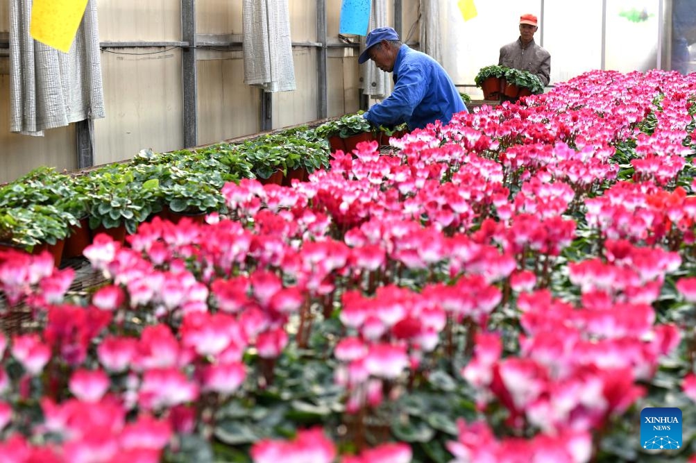 Flower farmers select flowers for packaging and delivery at a flower base in Luancheng District of Shijiazhuang, north China's Hebei Province, on Nov. 30, 2025. Some 200,000 flower plants of various kinds bloom at the flower base at present, which will be supplied to the market after selection by farmers. (Photo by Chen Qibao/Xinhua)