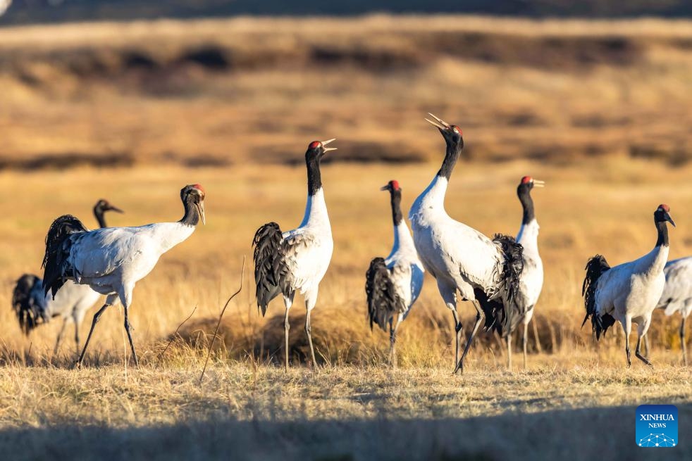 Black-necked cranes rest at a wetland of the Yunnan Dashanbao National Nature Reserve for Black-necked Cranes in Zhaotong City, southwest China's Yunnan Province, on Nov. 29, 2025. Yunnan Dashanbao National Nature Reserve for Black-necked Cranes is a significant wintering habitat and transfer station for migratory black-necked cranes on the Yunnan-Guizhou Plateau. At present, more than a thousand black-necked cranes have flown to the nature reserve to winter here. (Photo by Chen Xi/Xinhua)