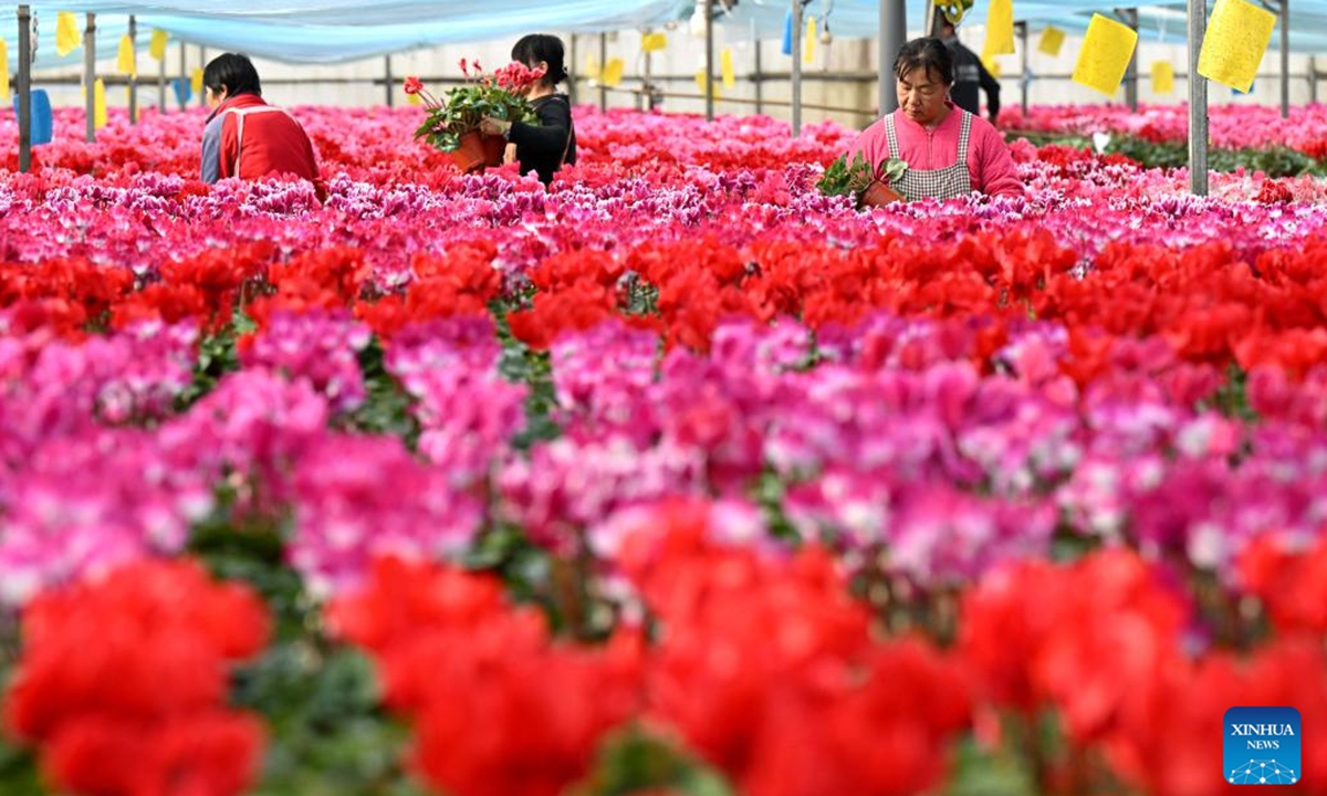 Flower farmers select flowers for packaging and delivery at a flower base in Luancheng District of Shijiazhuang, north China's Hebei Province, on Nov. 30, 2025. Some 200,000 flower plants of various kinds bloom at the flower base at present, which will be supplied to the market after selection by farmers. (Photo by Chen Qibao/Xinhua)