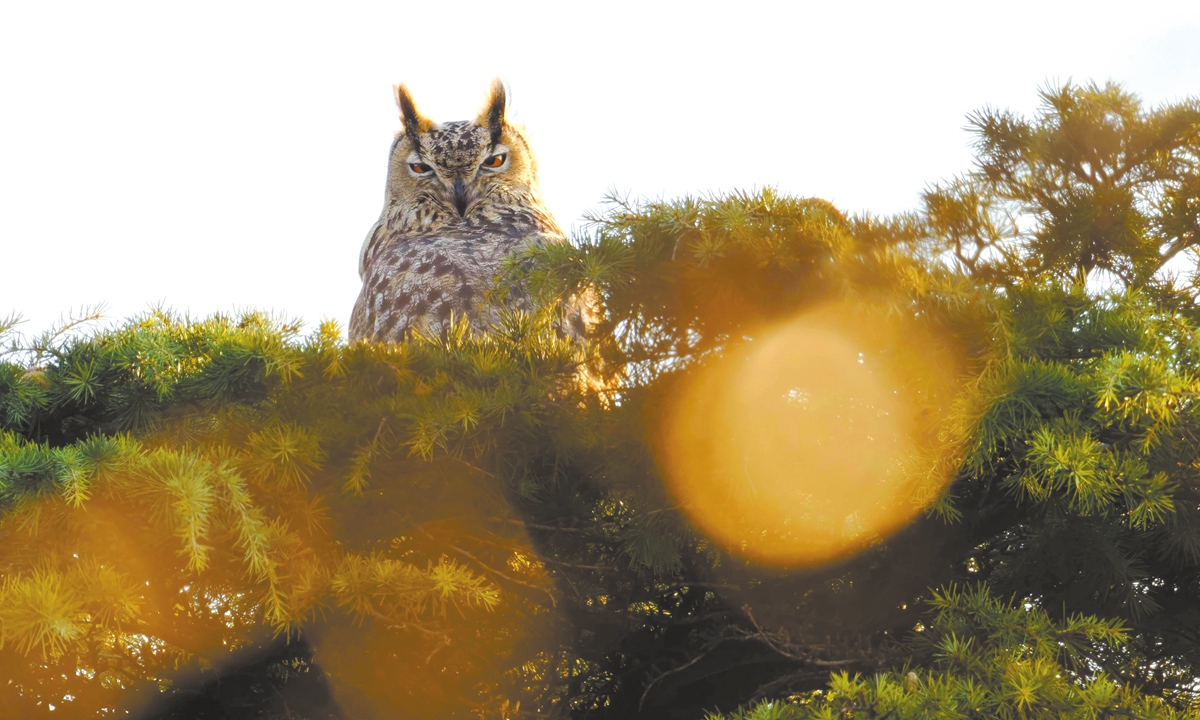 A mottled collared scops owl at the Temple of Heaven Park in Beijing Photo: Courtesy of Xin Mu