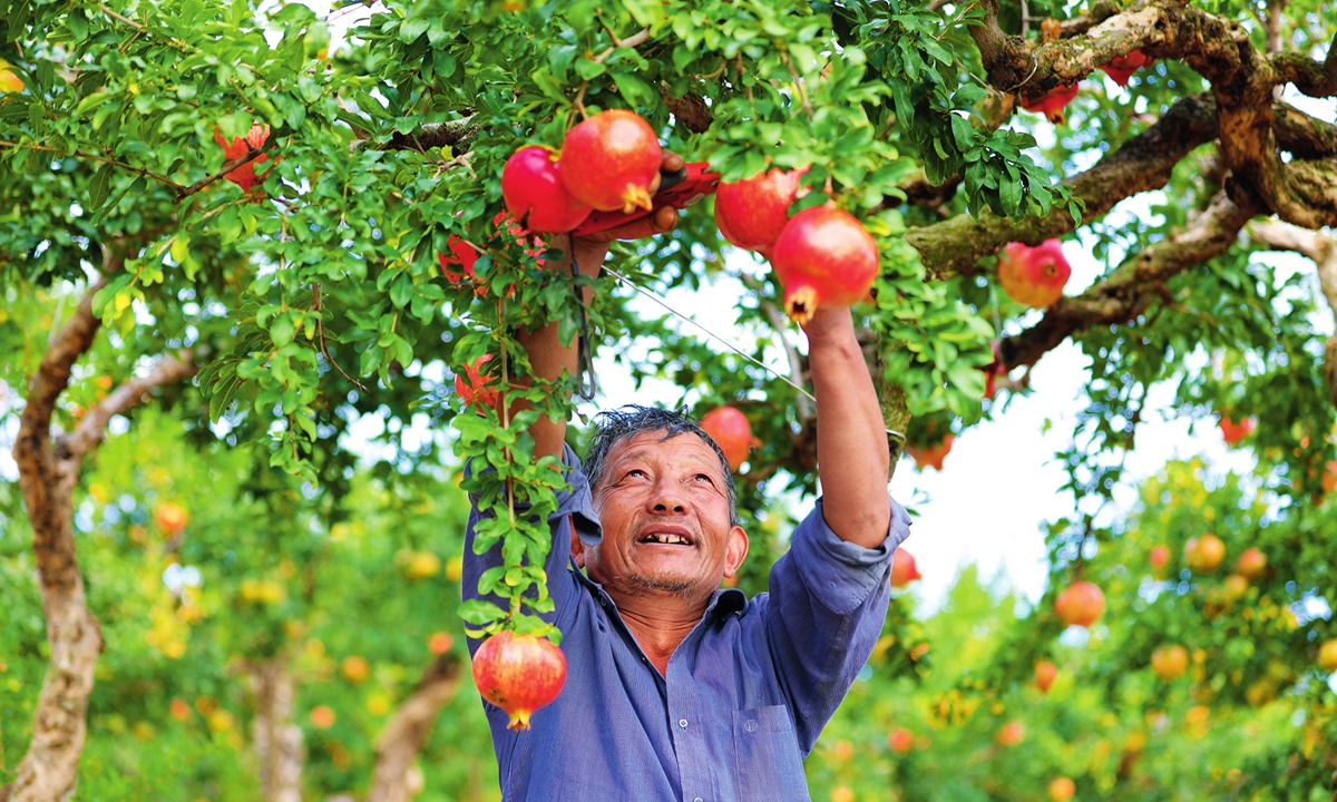 A pomegranate grower picks pomegranates at an orchard. Photo: Courtesy of China Rural Revitalization magazine 