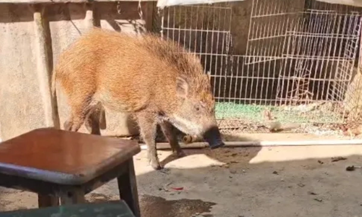 The wild boar that broke into Luo's home. Photo: web