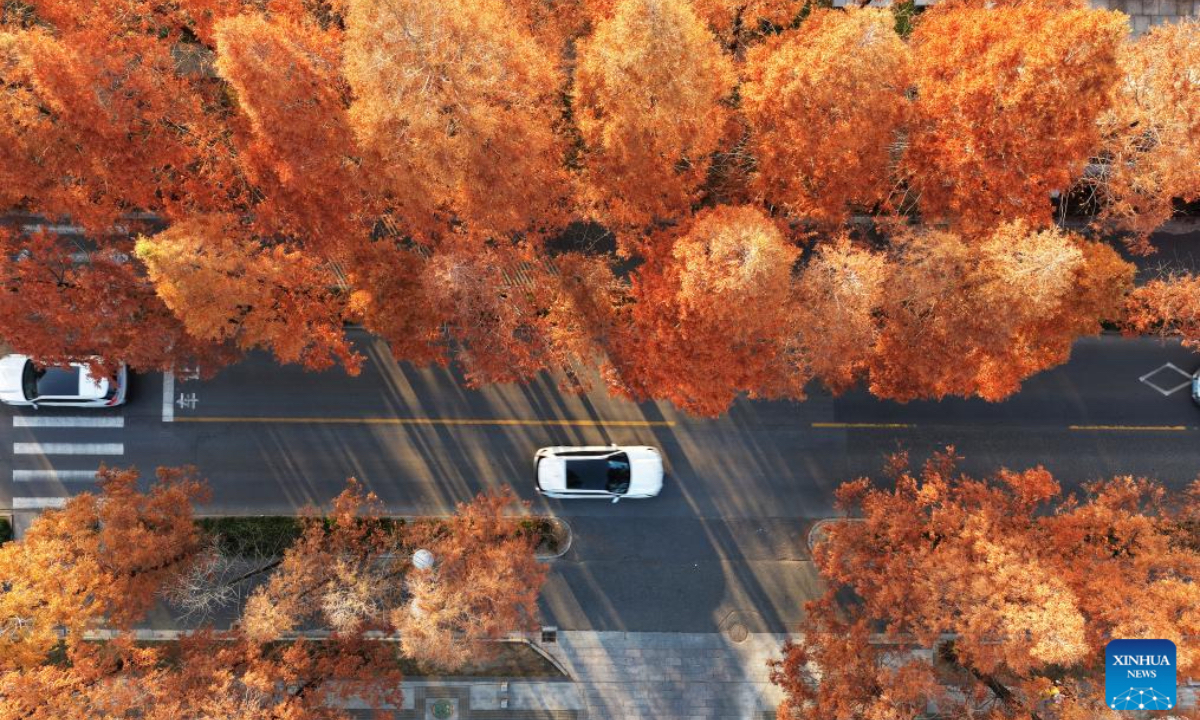 An aerial drone photo taken on Dec. 6, 2025 shows cars running on a road flanked by dawn redwoods in Yangzhou City, east China's Jiangsu Province. (Photo by Meng Delong/Xinhua)