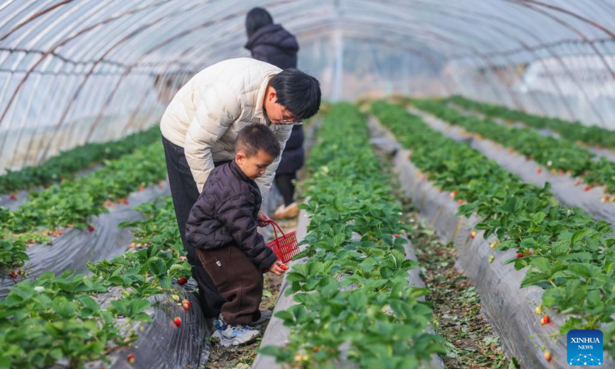 Tourists pick strawberries at a farm in Bianminqiao Village of Heping Town in Changxing County of Huzhou City, east China's Zhejiang Province, Dec. 4, 2025. In recent years, Heping Town has been promoting the modernization, standardization, professionalization and digitalization of its agricultural industry to effectively improve the quality of local agricultural products. What's more, relying on its modern agricultural resources, Heping Town also strives to develop its rural tourism industry through various activities like fruits leisure picking and vegetable and fruits study and research tours. (Xinhua/Xu Yu)