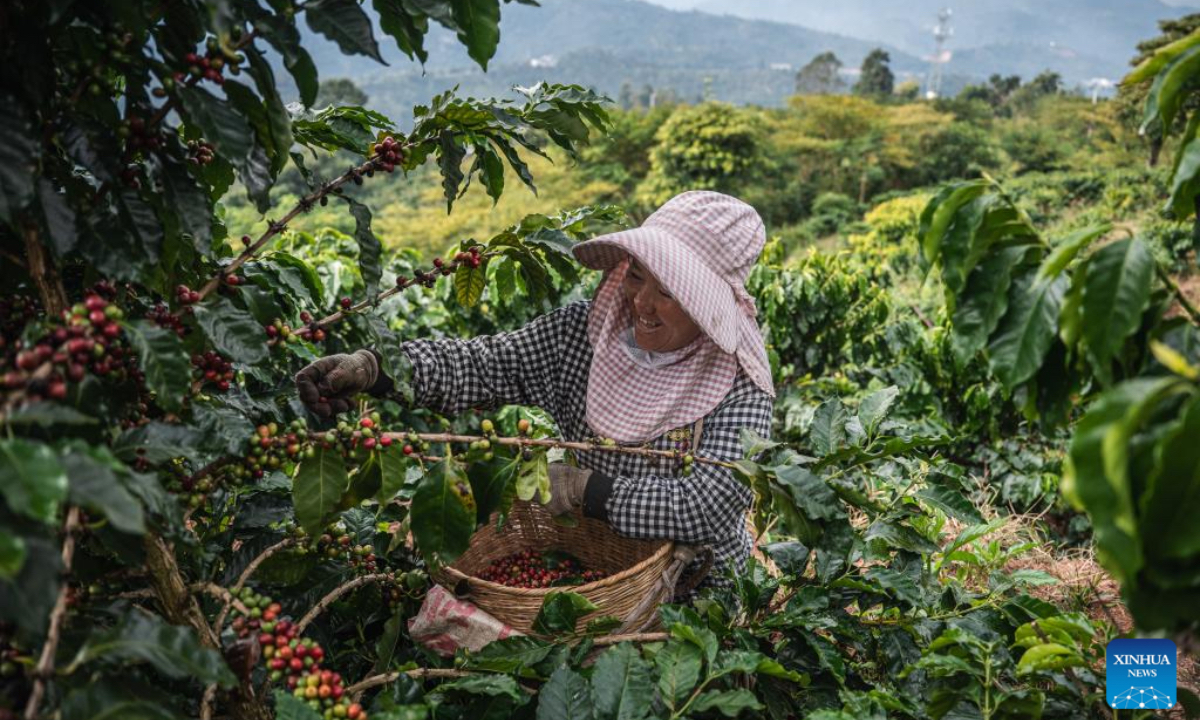 A farmer picks fresh coffee cherries in a coffee field in Pu'er City, southwest China's Yunnan Province, Dec. 6, 2025. Pu'er now has 703,900 mu (about 46,927 hectares) of coffee under cultivation, with an annual bean output of 84,000 tonnes. (Xinhua/Wang Guansen)