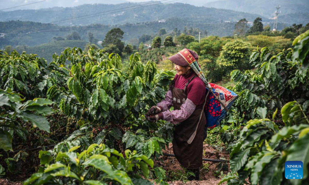 A farmer picks fresh coffee cherries in a coffee field in Pu'er City, southwest China's Yunnan Province, Dec. 6, 2025. Pu'er now has 703,900 mu (about 46,927 hectares) of coffee under cultivation, with an annual bean output of 84,000 tonnes. (Xinhua/Wang Guansen)