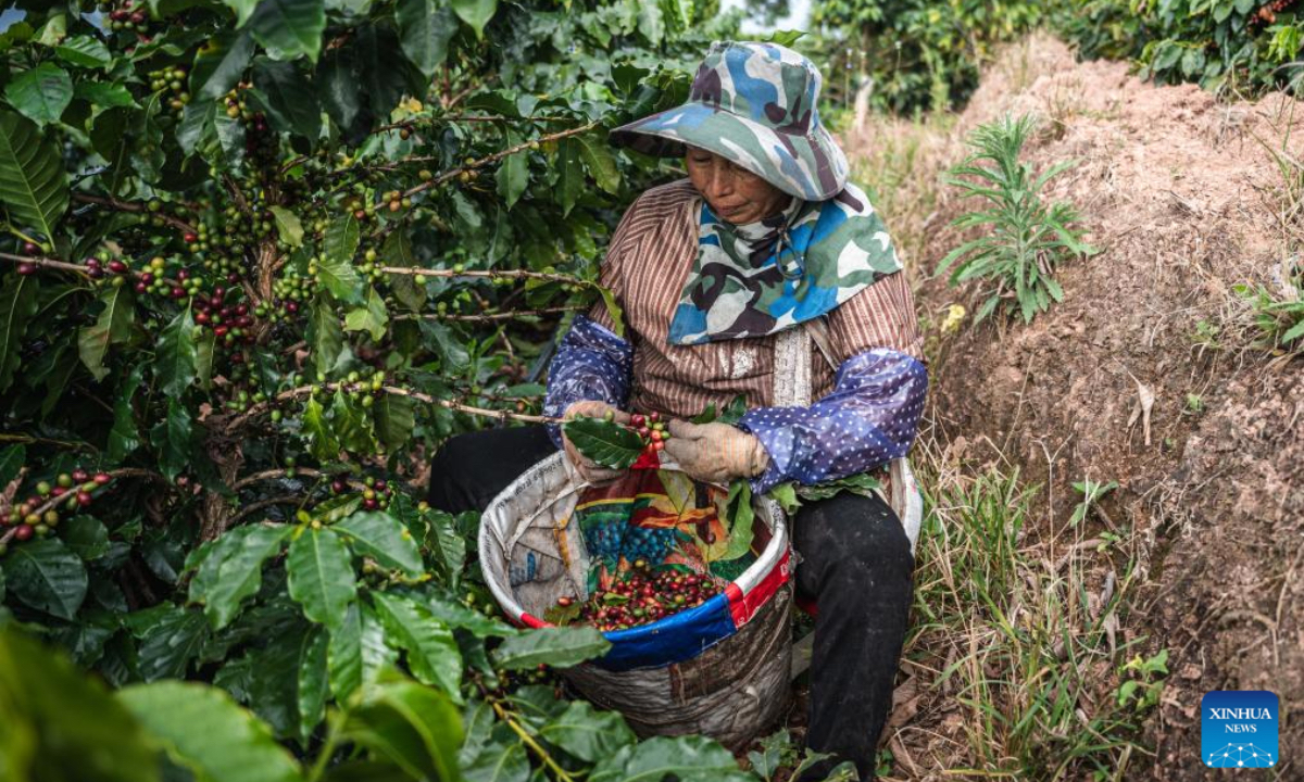 A farmer picks fresh coffee cherries in a coffee field in Pu'er City, southwest China's Yunnan Province, Dec. 6, 2025. Pu'er now has 703,900 mu (about 46,927 hectares) of coffee under cultivation, with an annual bean output of 84,000 tonnes. (Xinhua/Wang Guansen)